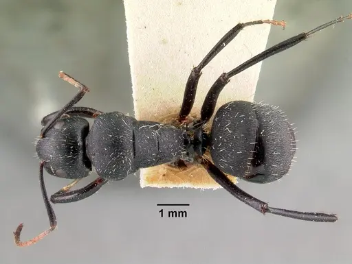 Camponotus robustus - CASENT0101481