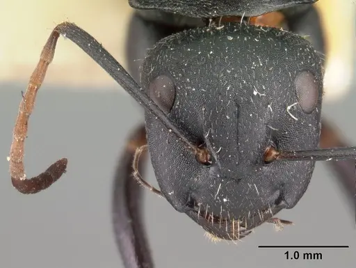 Camponotus robustus - CASENT0101481