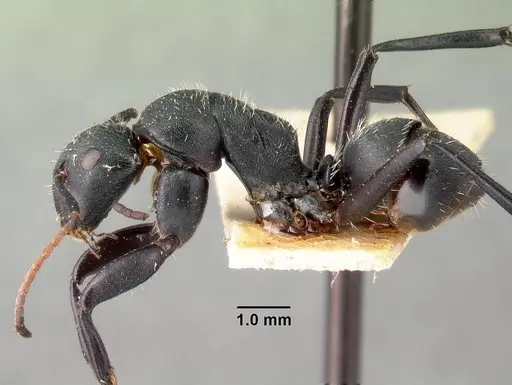Camponotus robustus - CASENT0101481