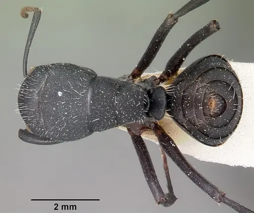 Camponotus robustus - CASENT0104621