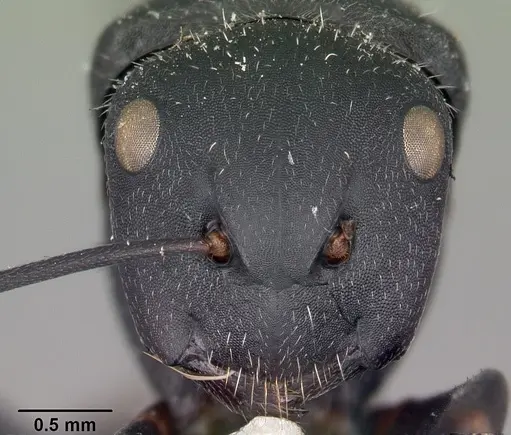 Camponotus robustus - CASENT0104621