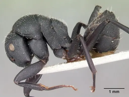 Camponotus robustus - CASENT0104621