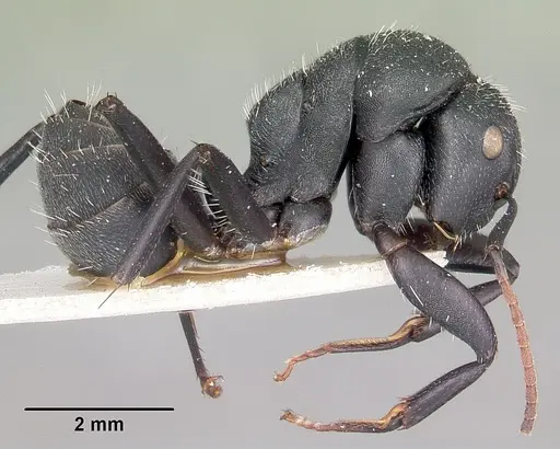 Camponotus robustus - CASENT0104621
