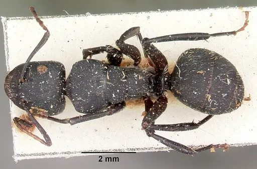 Camponotus robustus - CASENT0104622