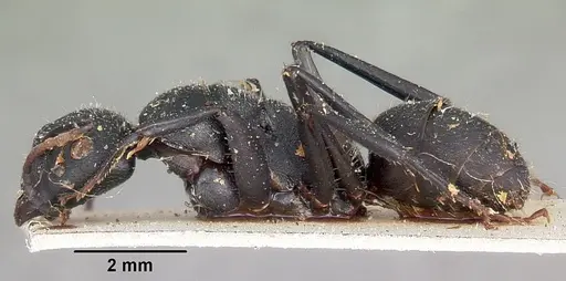 Camponotus robustus - CASENT0104622