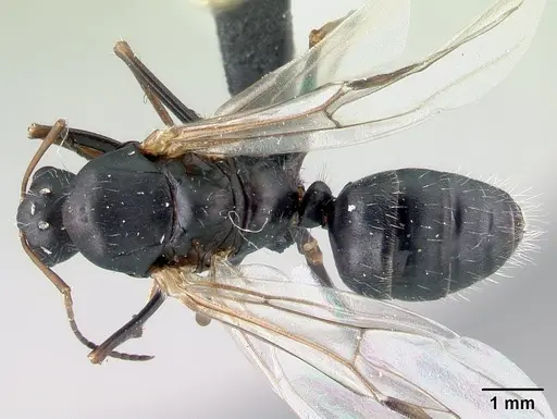 Camponotus robustus - CASENT0179424