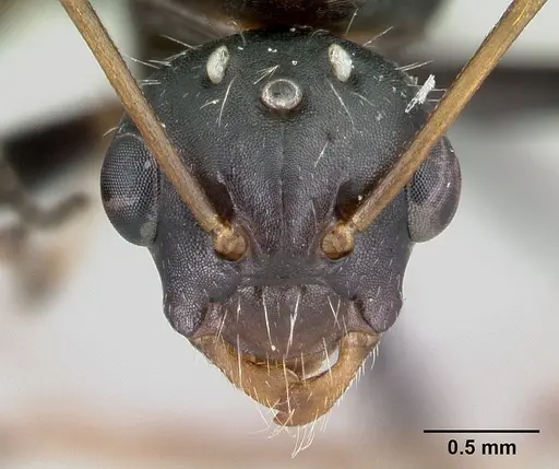 Camponotus robustus - CASENT0179424