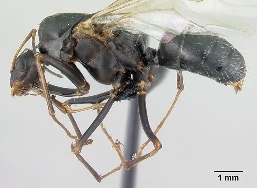 Camponotus robustus - CASENT0179424