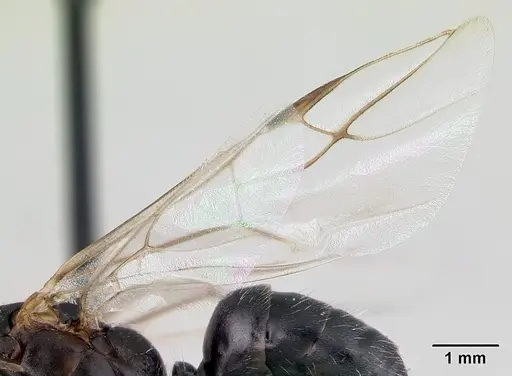 Camponotus robustus - CASENT0179424