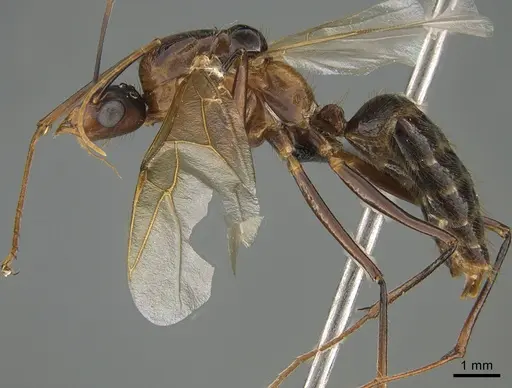 Camponotus roeseli specimen