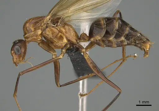 Camponotus roeseli - CASENT0063510