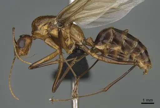 Camponotus roeseli - CASENT0098048