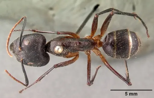 Camponotus roeseli - CASENT0101413