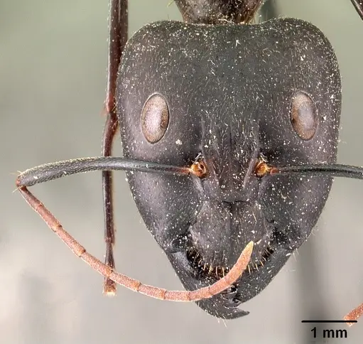 Camponotus roeseli - CASENT0101413