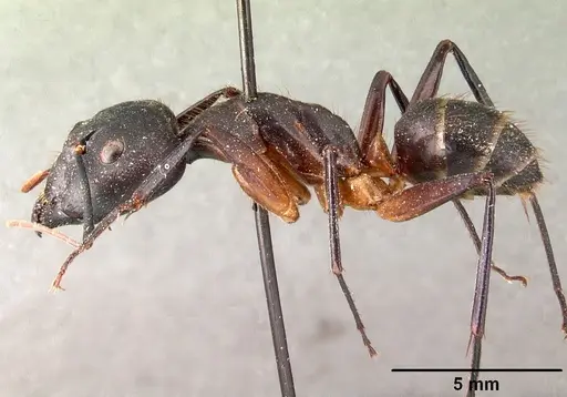 Camponotus roeseli - CASENT0101413