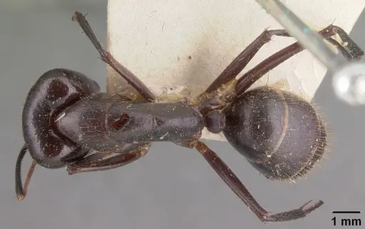 Camponotus roeseli - CASENT0101602