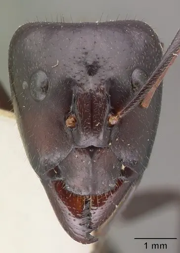 Camponotus roeseli - CASENT0101602