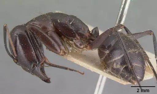 Camponotus roeseli - CASENT0101602