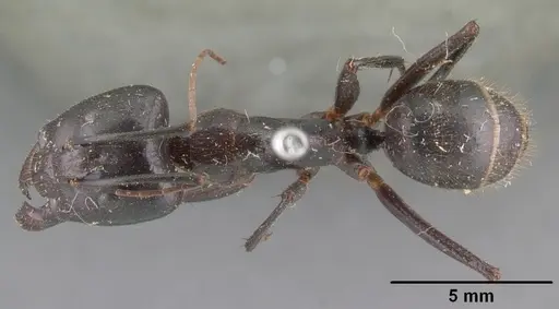 Camponotus roeseli - CASENT0101788