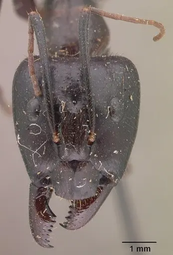 Camponotus roeseli - CASENT0101788