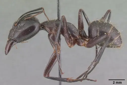 Camponotus roeseli - CASENT0101788