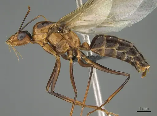 Camponotus roeseli - CASENT0109072