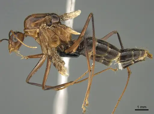 Camponotus roeseli - CASENT0109228