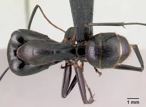 Camponotus roeseli - CASENT0136176