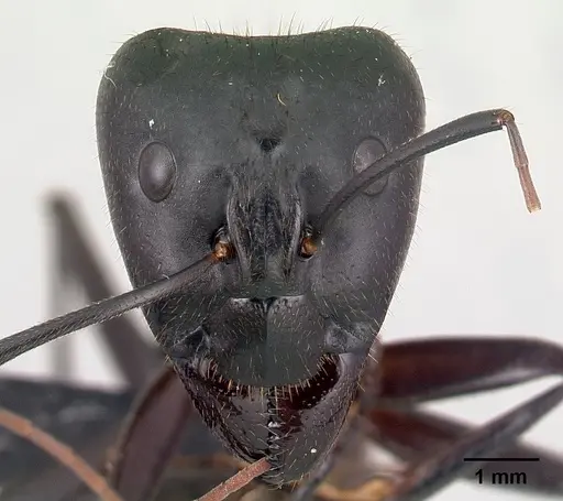 Camponotus roeseli - CASENT0136176