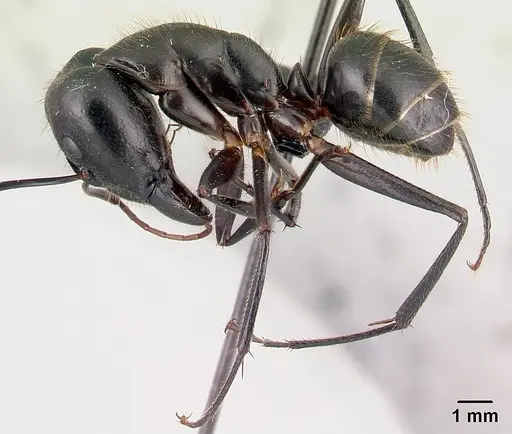 Camponotus roeseli - CASENT0136176