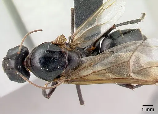 Camponotus roeseli - CASENT0136177
