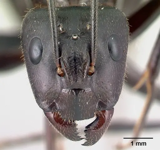 Camponotus roeseli - CASENT0136177