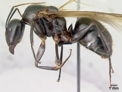 Camponotus roeseli - CASENT0136177