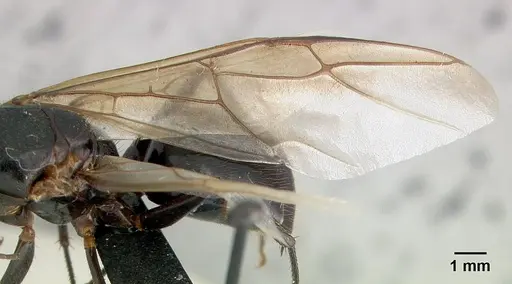 Camponotus roeseli - CASENT0136177