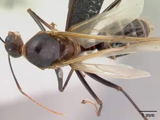 Camponotus roeseli - CASENT0136178