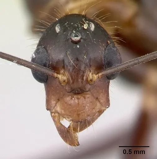 Camponotus roeseli - CASENT0136178
