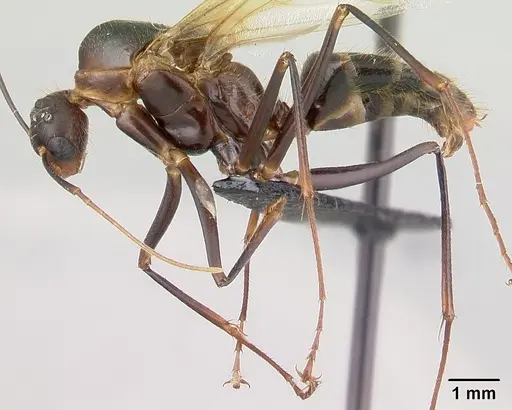 Camponotus roeseli - CASENT0136178