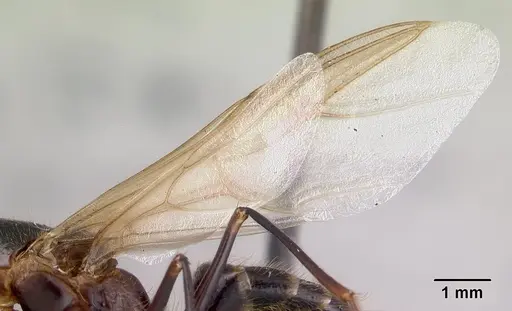 Camponotus roeseli - CASENT0136178