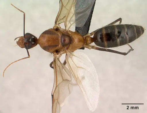 Camponotus roeseli - CASENT0145038