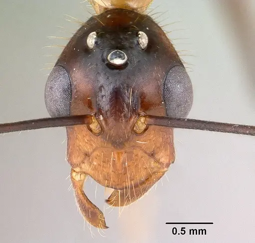 Camponotus roeseli - CASENT0145038