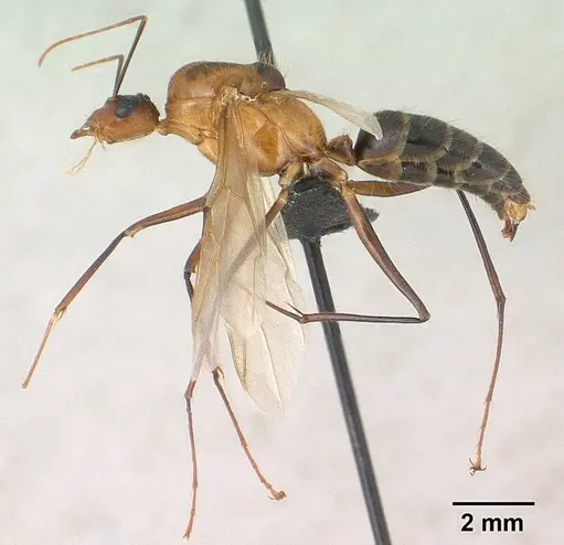 Camponotus roeseli - CASENT0145038