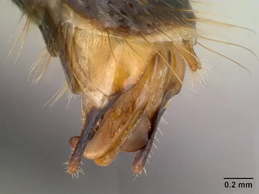 Camponotus roeseli - CASENT0145038