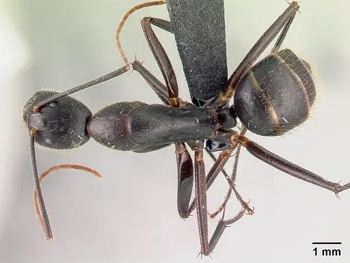 Camponotus roeseli - CASENT0179449