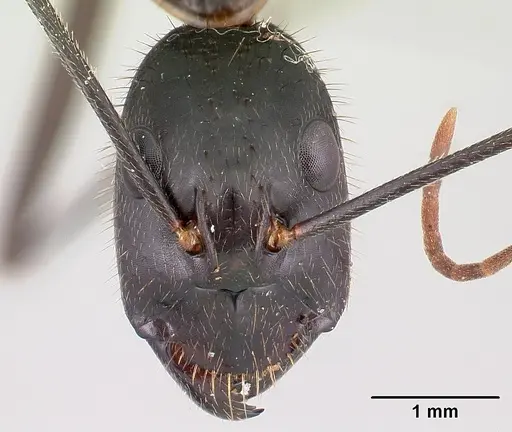 Camponotus roeseli - CASENT0179449