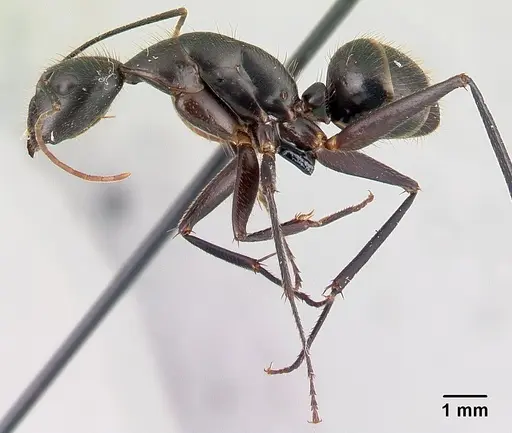 Camponotus roeseli - CASENT0179449
