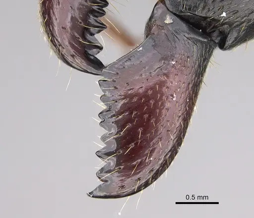 Camponotus roeseli - CASENT0444179