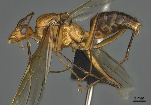 Camponotus roeseli - CASENT0476869