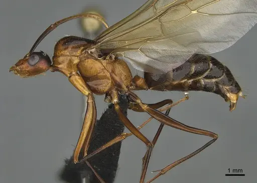 Camponotus roeseli - CASENT0484972