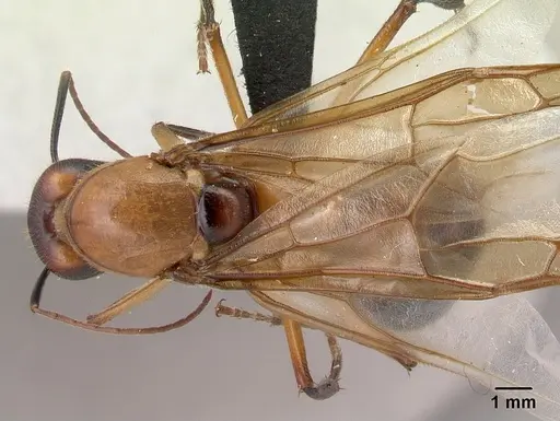 Camponotus roeseli - CASENT0492458