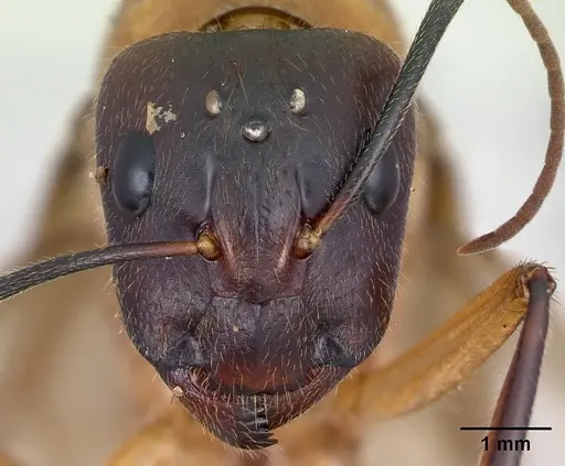 Camponotus roeseli - CASENT0492458